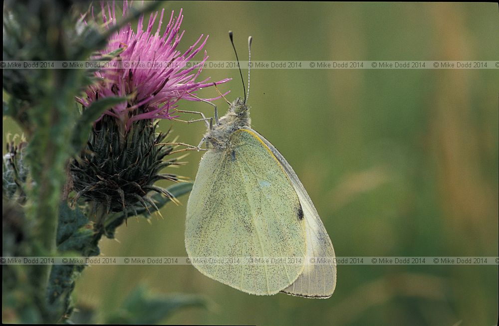 Pieris brassicae Large white butterfly