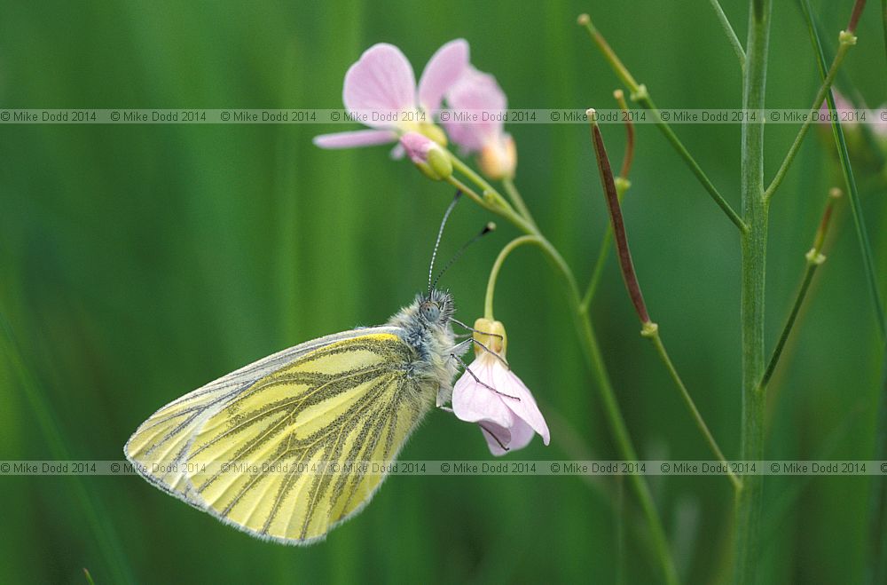 Artogeia napi Green veined white butterfly
