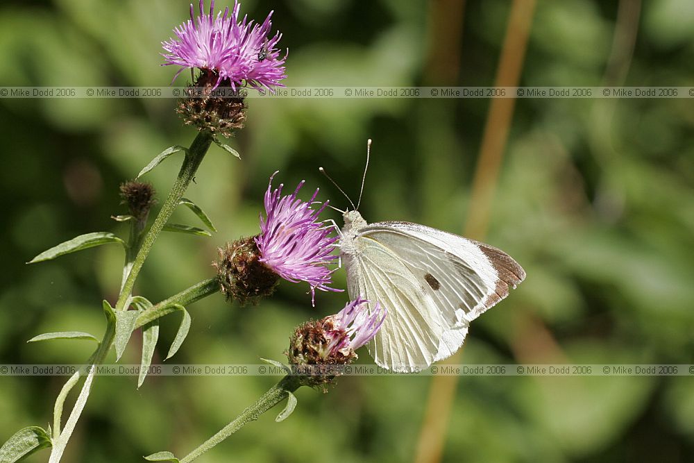 Artogeia rapae Small white