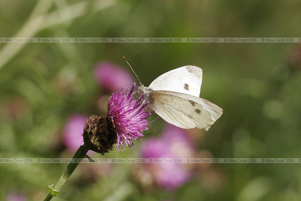 Artogeia rapae Small white