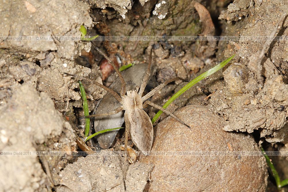 Pisaura mirabilis Nursery-Web Spider