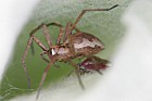 Pisaura mirabilis spider
