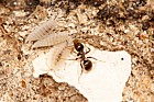 Platyarthrus hoffmannseggii Ant Woodlouse with Black Garden Ant (Lasius niger/platythorax)