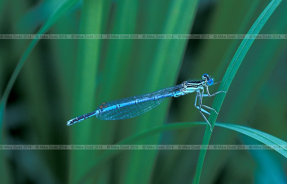 Platycnemis pennipes white legged damselfly