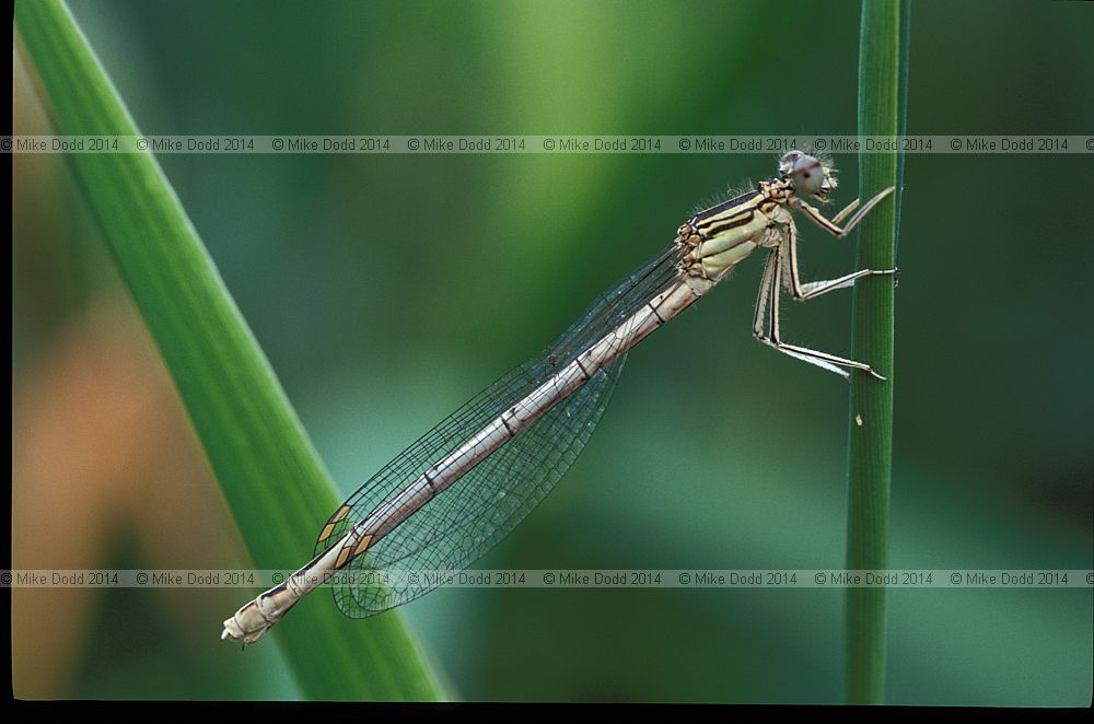 Platycnemis pennipes white legged damselfly