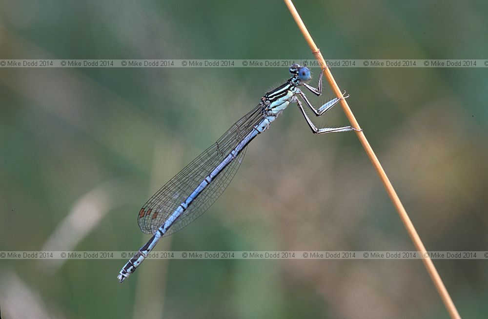 Platycnemis pennipes white legged damselfly