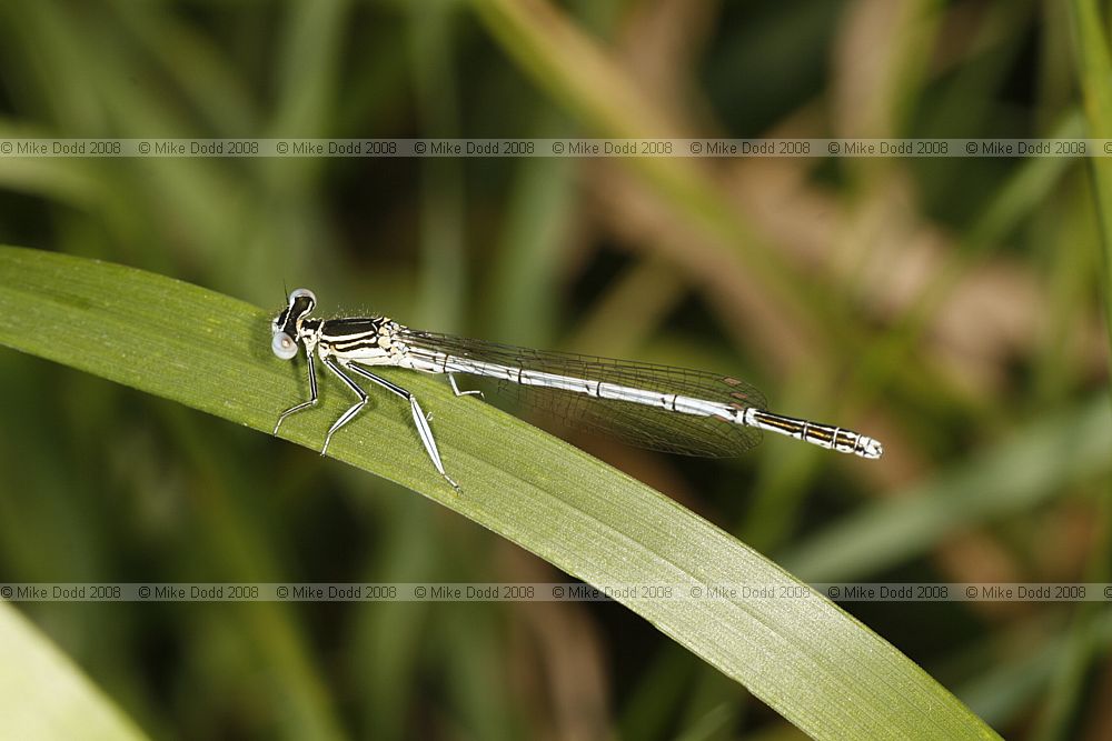 Platycnemis pennipes White-legged Damselfly male