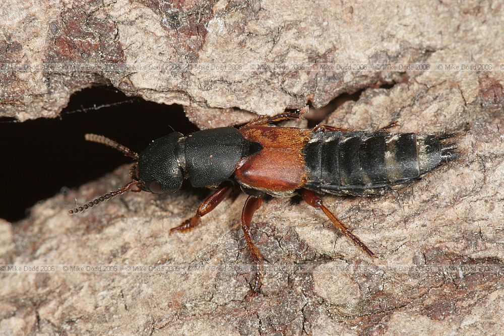 Platydracus stercorarius (probably) Staphylinidae Rove beetle