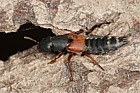 Platydracus stercorarius (probably) Staphylinidae Rove beetle