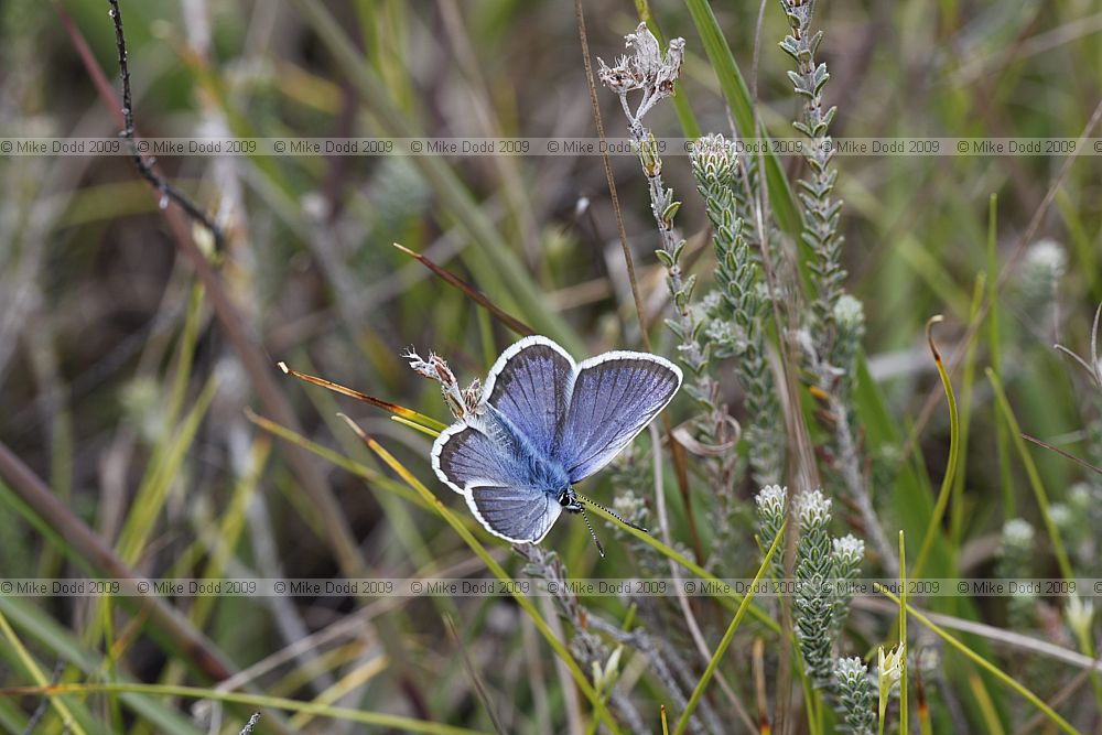 Plebeius argus Silver studded blue male