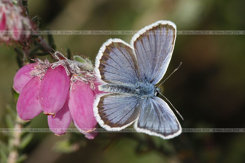 Plebejus argus Silver-studded Blue male