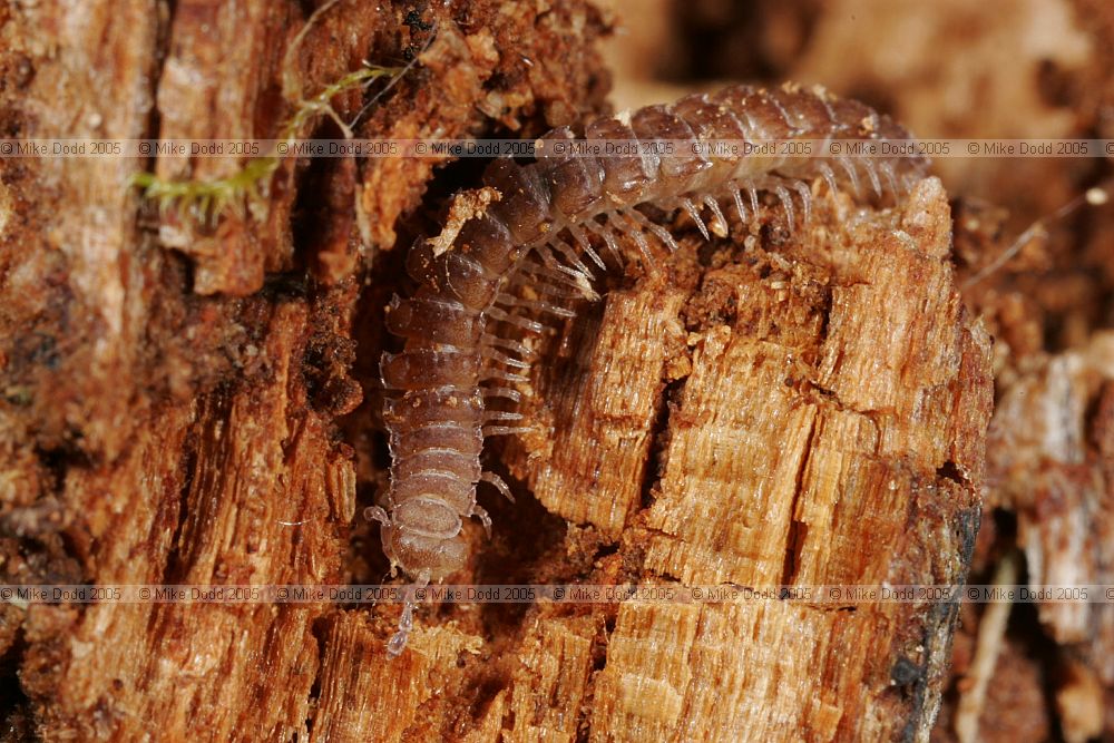 Polydesmus Flat backed millipede