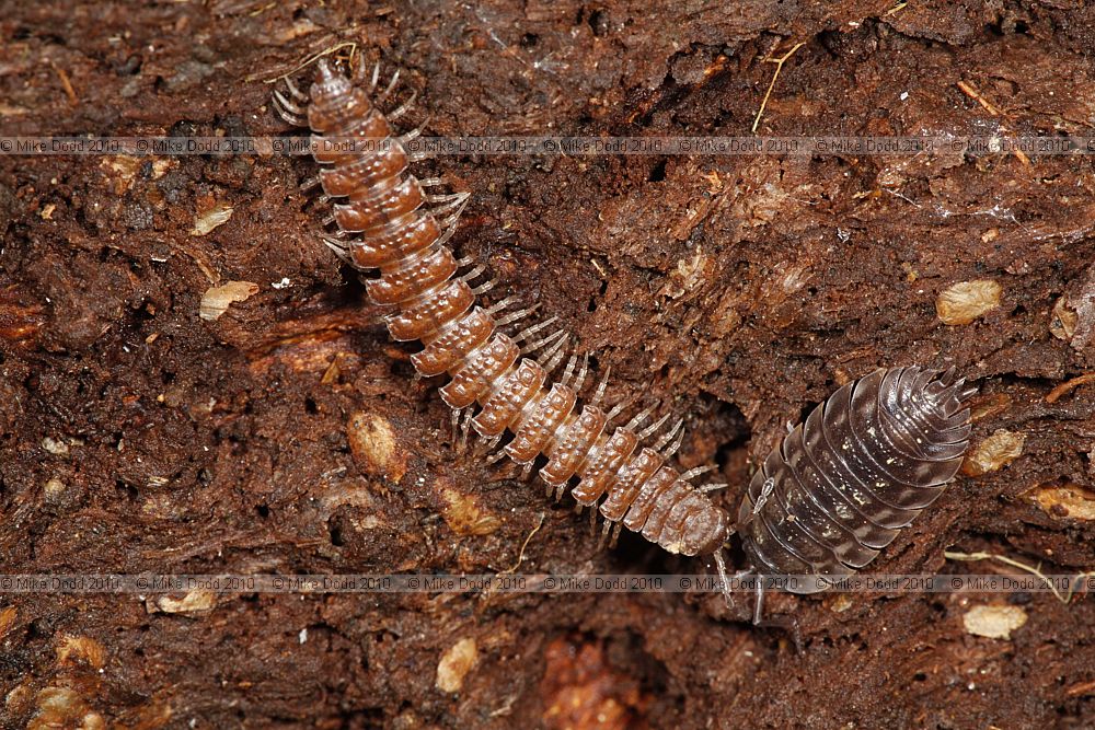 Polydesmus millipede