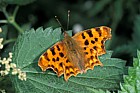 Polygonia c-album Comma butterfly
