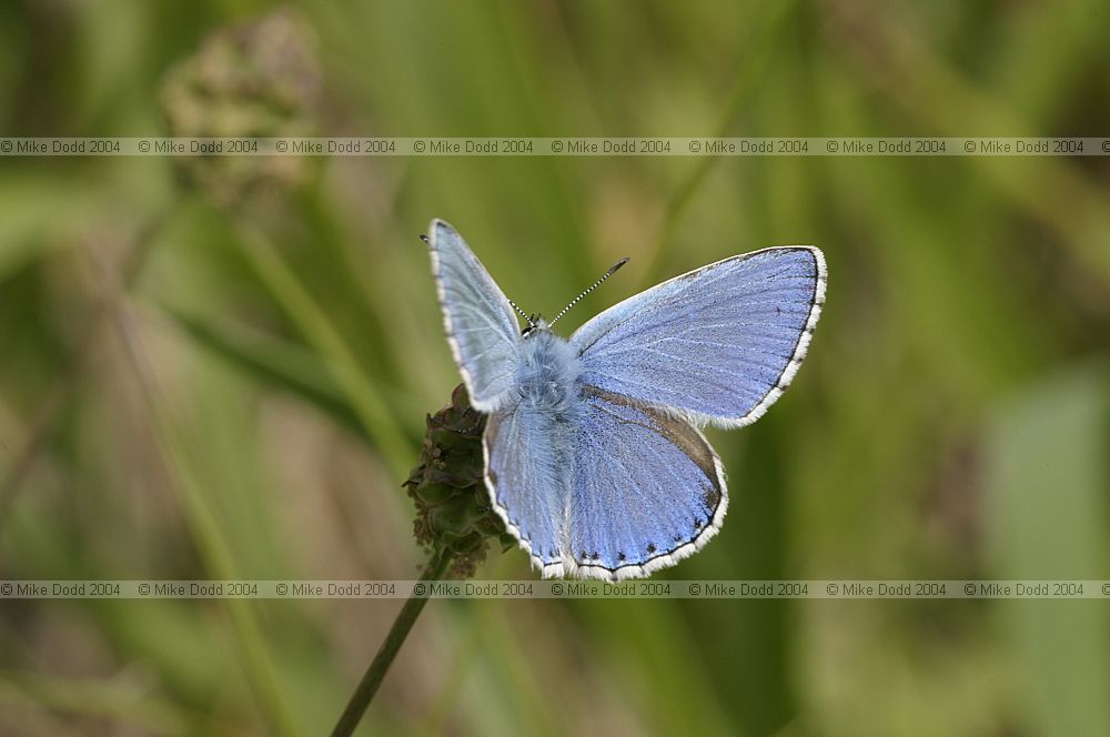 Polyommatus bellargus Adonis blue