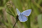 Polyommatus bellargus Adonis blue