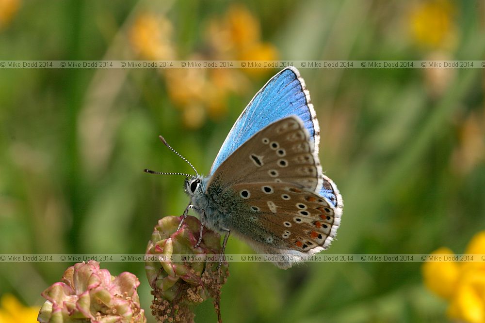 Polyommatus bellargus Adonis blue