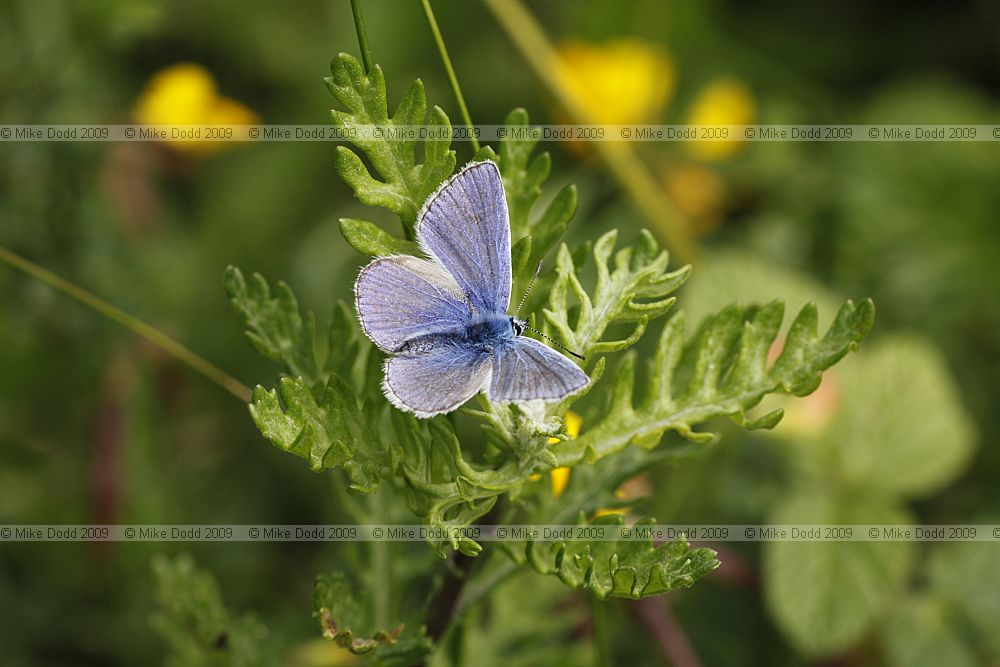 Polyommatus icarus Common Blue male