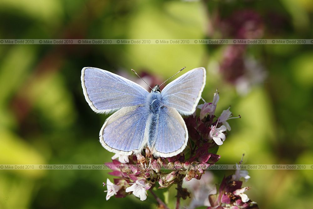 Polyommatus icarus Common Blue