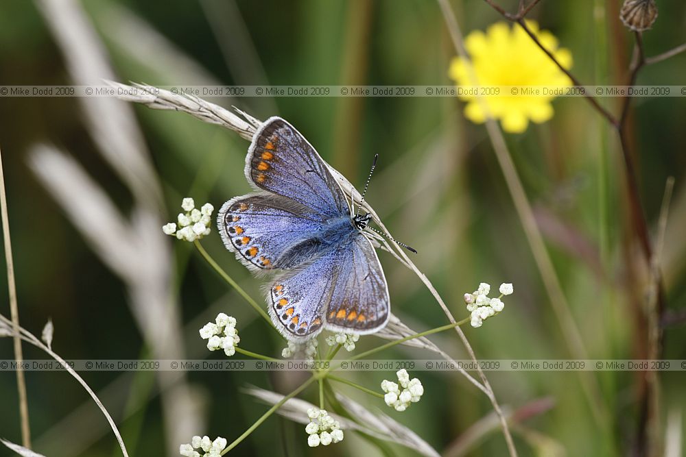 Polyommatus icarus Common Blue female