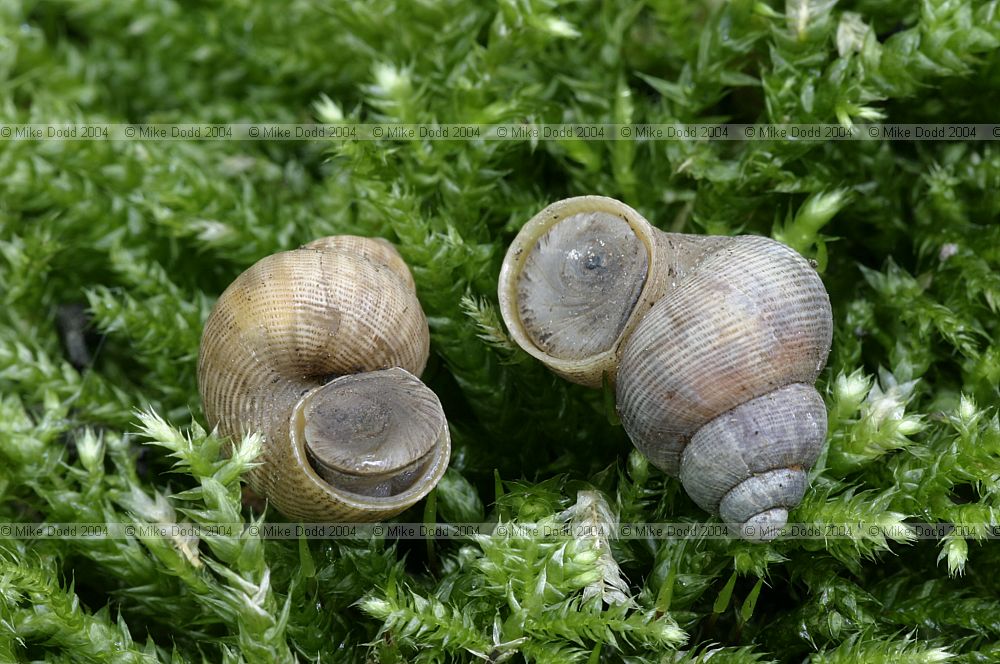 Pomatias elegans Round-mouthed snail