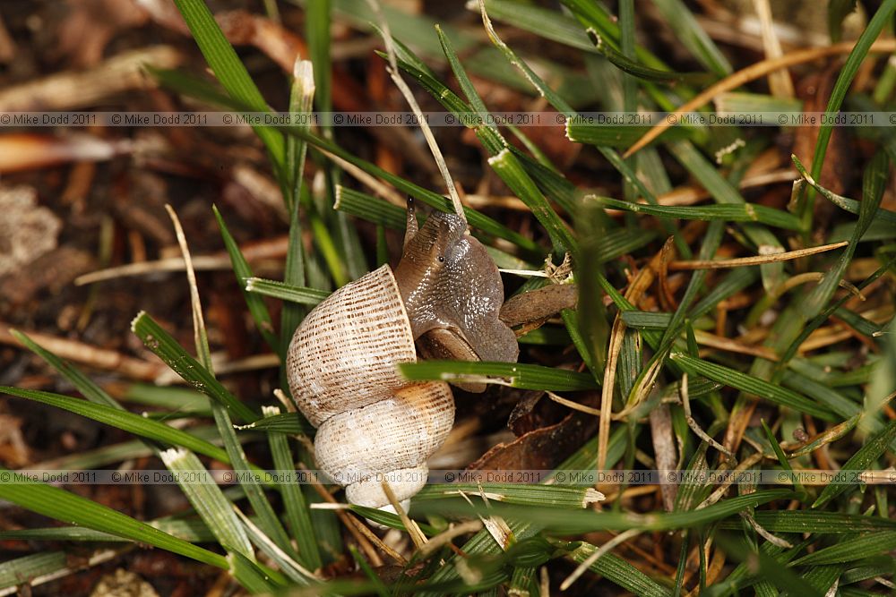 Pomatias elegans Round-mouthed snail