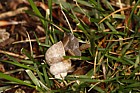 Pomatias elegans Round-mouthed snail