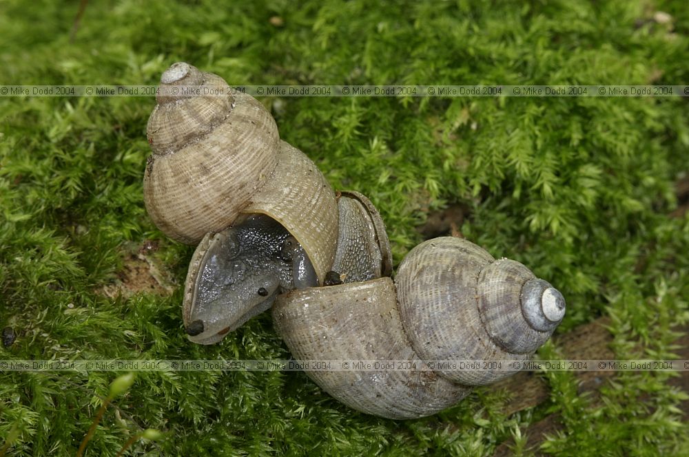 Pomatias elegans Round-mouthed snail