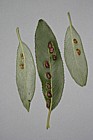 Pontania sp. Red bean galls on willow caused by sawfly