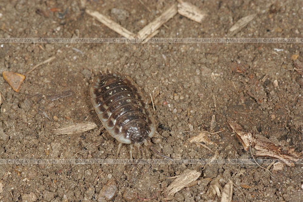 Porcellio dilatatus(?)