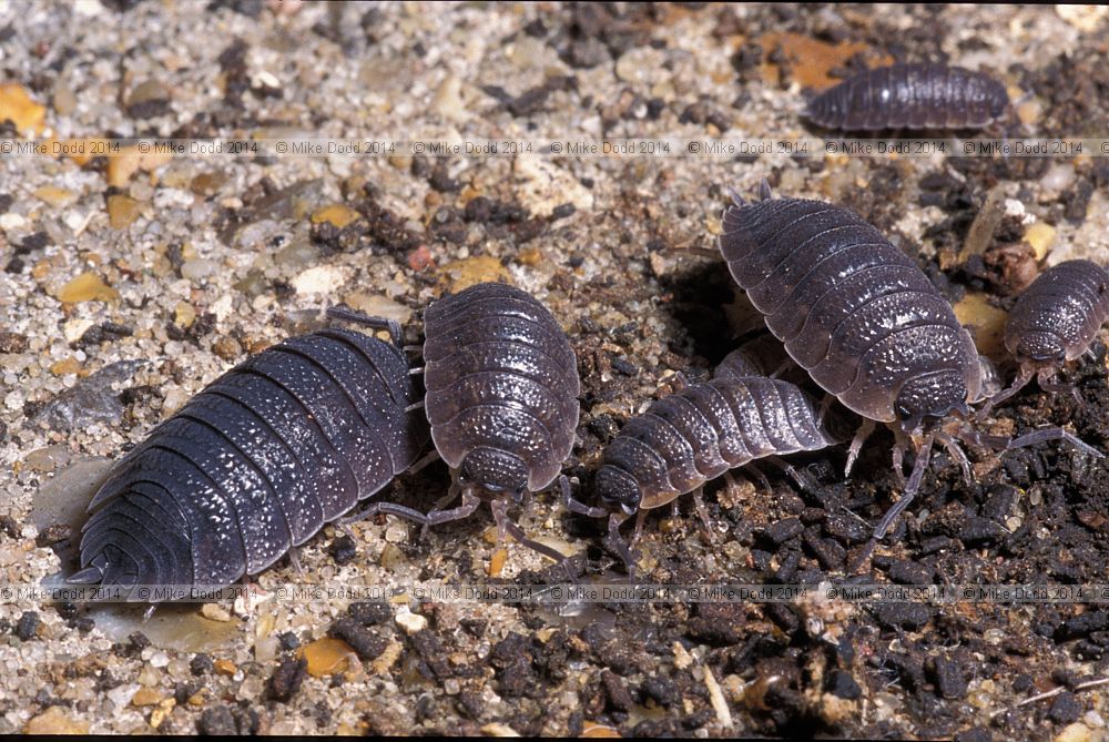 Porcellio scaber woodlouse