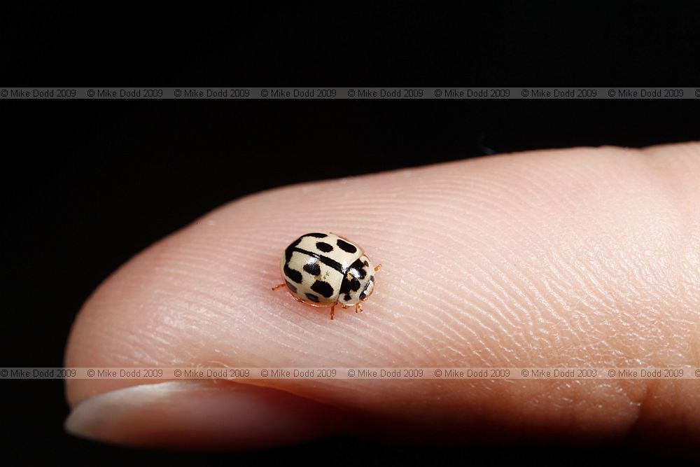 Propylea 14-punctata 14-spot Ladybird