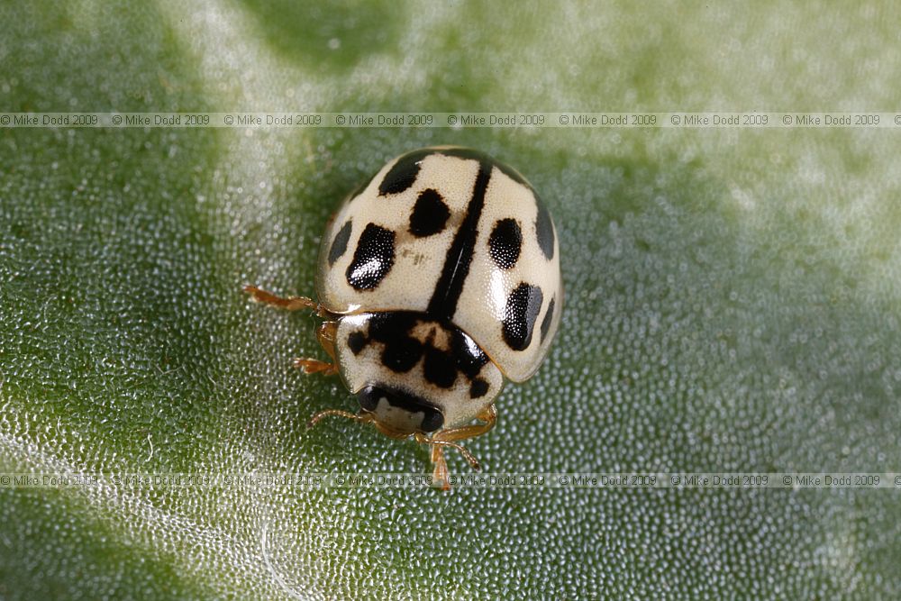 Propylea 14-punctata 14-spot Ladybird