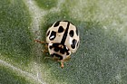 Propylea 14-punctata 14-spot Ladybird