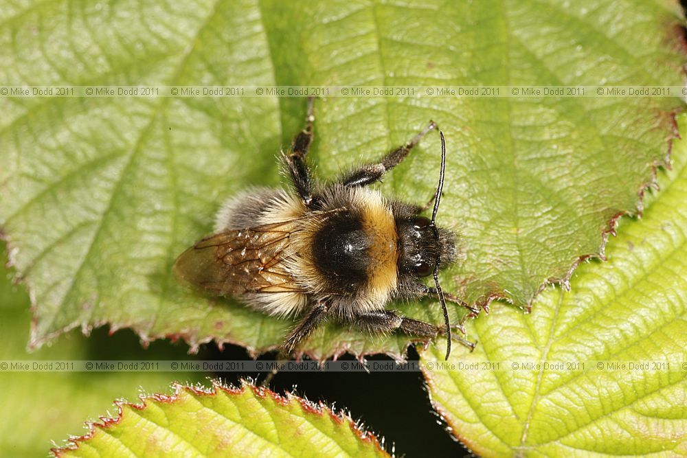 Psithyrus campestris a cuckoo bee (?)