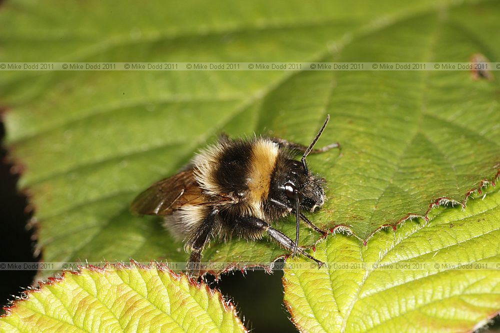 Psithyrus campestris a cuckoo bee (?)