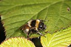 Psithyrus campestris a cuckoo bee (?)