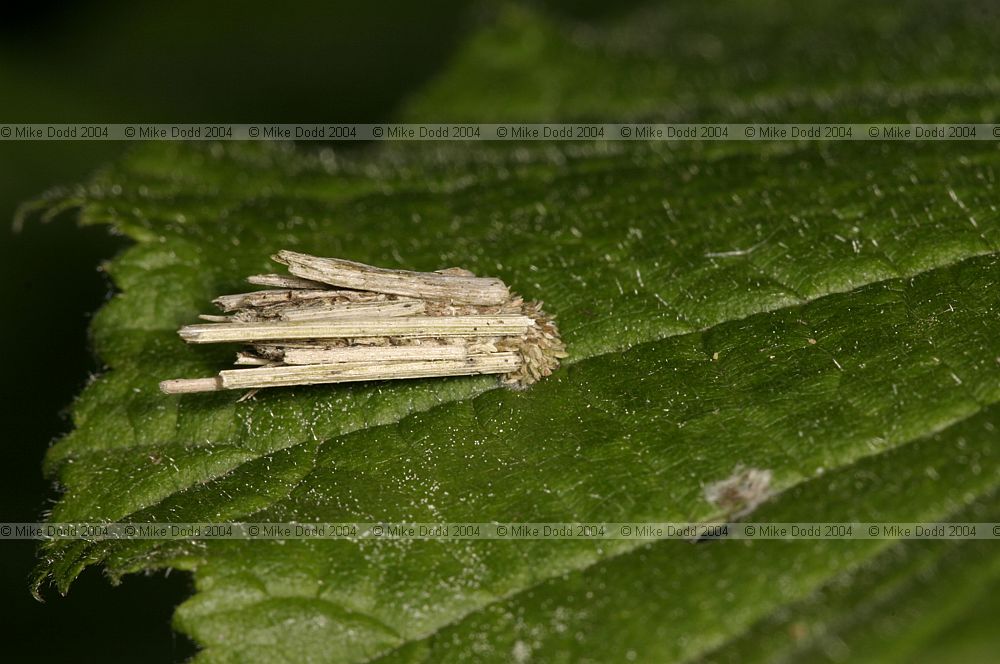 Psychidae Bagworm possibly