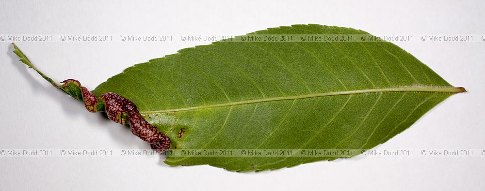 Psyllopsis fraxini gall on Fraxinus excelsior ash