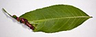 Psyllopsis fraxini gall on Fraxinus excelsior ash