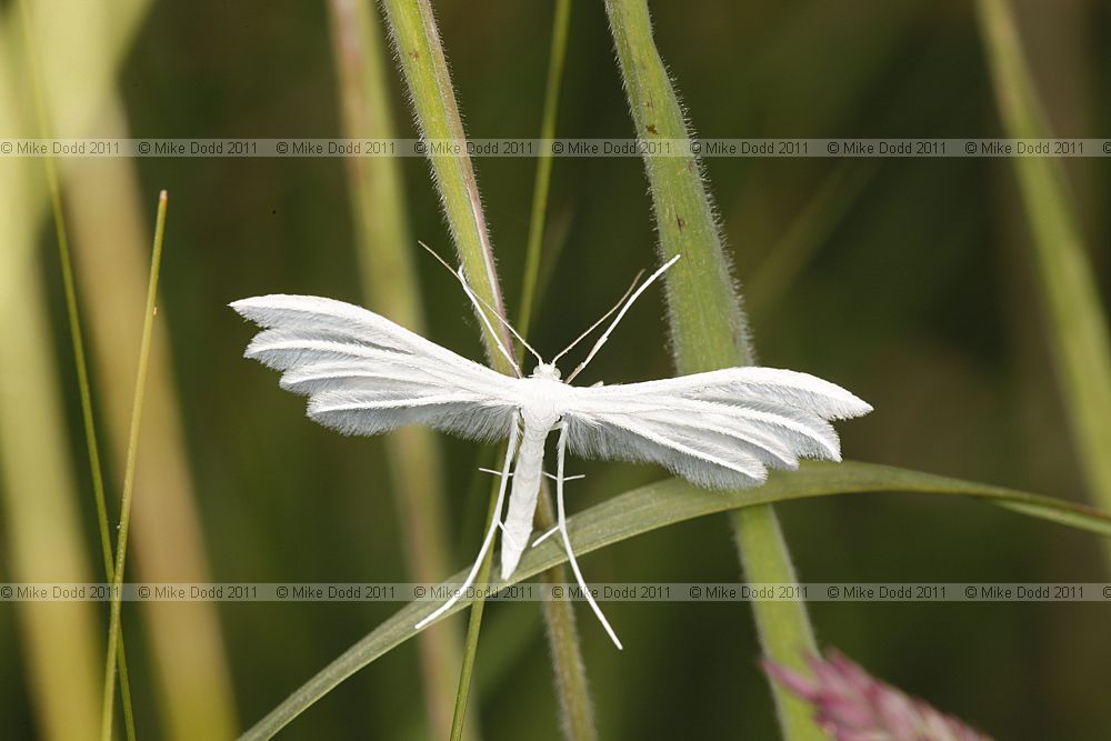 Pterophorus pentadactyla White Plume Moth
