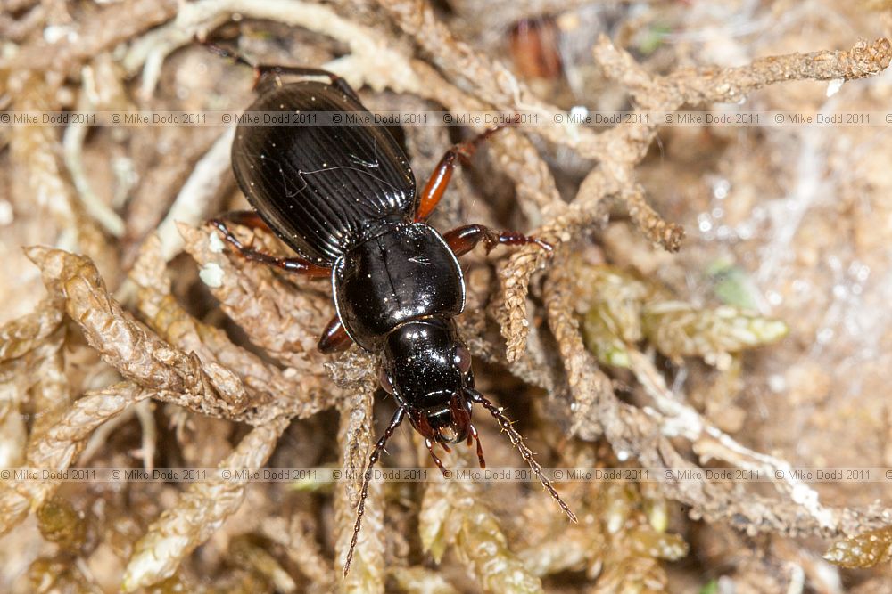 Pterostichus madidus