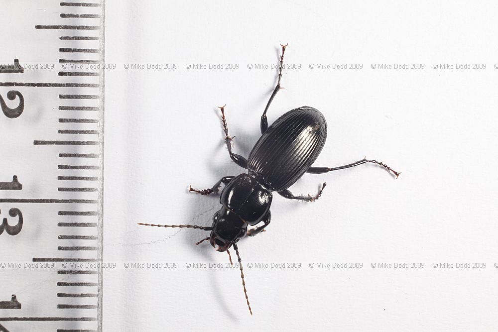 Pterostichus madidus Black Clock or Strawberry beetle