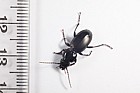 Pterostichus madidus Black Clock or Strawberry beetle