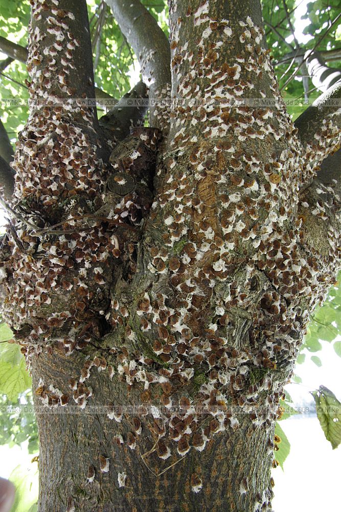 Pulvinaria regalis Horse Chestnut Scale