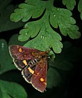 Pyrausta aurata moth