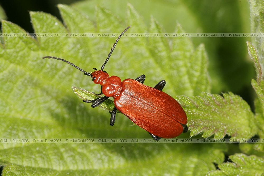 Pyrochroa serraticornis Cardinal beetle