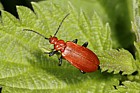 Pyrochroa serraticornis Cardinal beetle