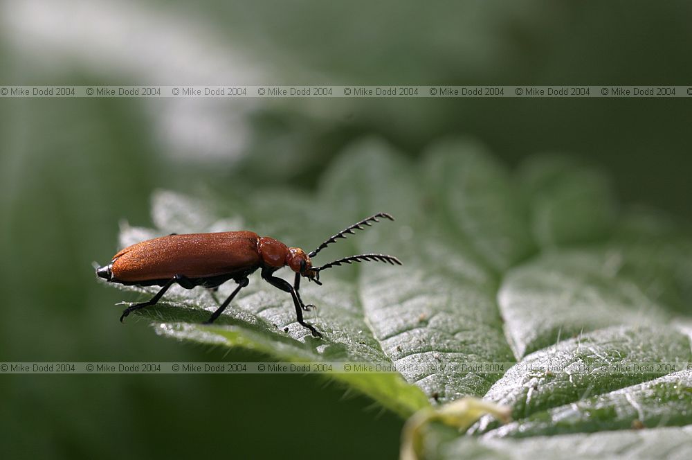 Pyrochroa serraticornis Red-headed Cardinal Beetle