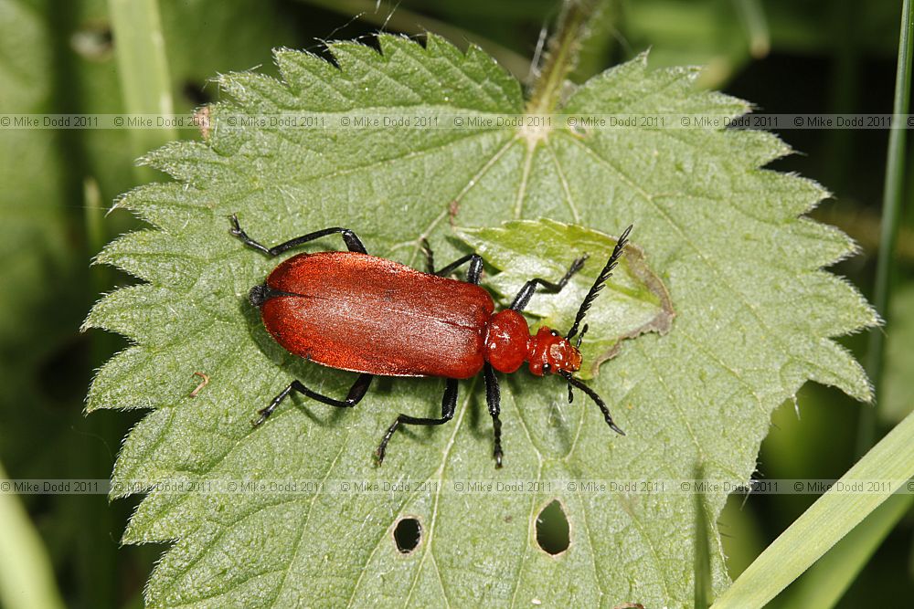 Pyrochroa serraticornis Red-headed Cardinal Beetle